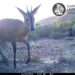 Common duiker